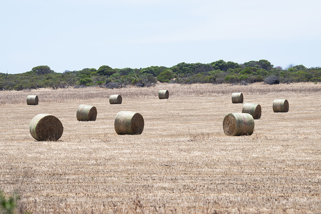 Hay bails In the sun