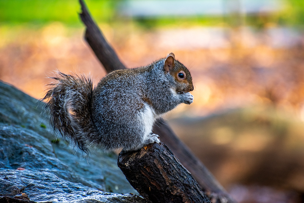 Squirrel