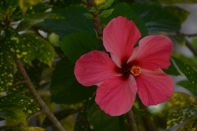 Venezuela, Playa Valle Seco, Red Flower