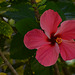 Venezuela, Playa Valle Seco, Red Flower