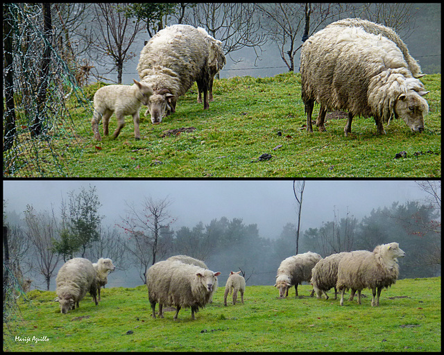 Ovejas en la niebla