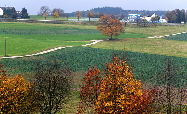 herbst am Hundsrück II