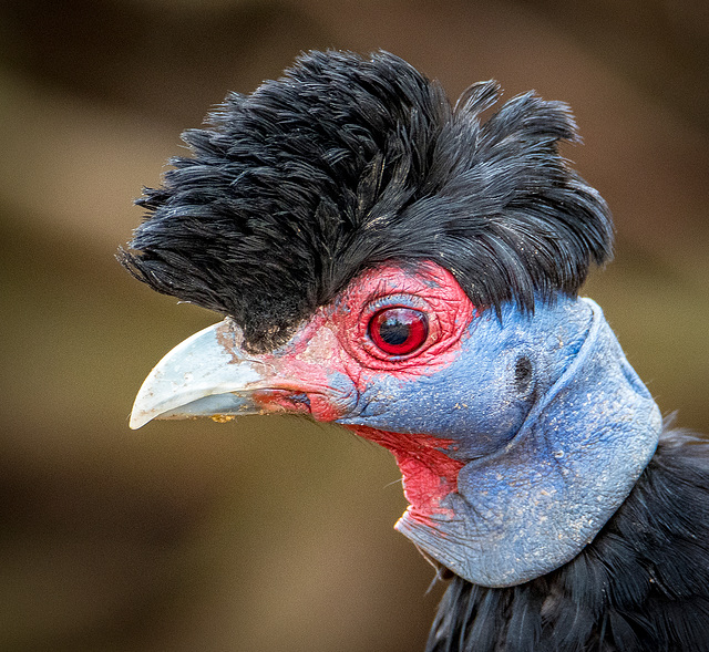 Texas peafowl.4jpg