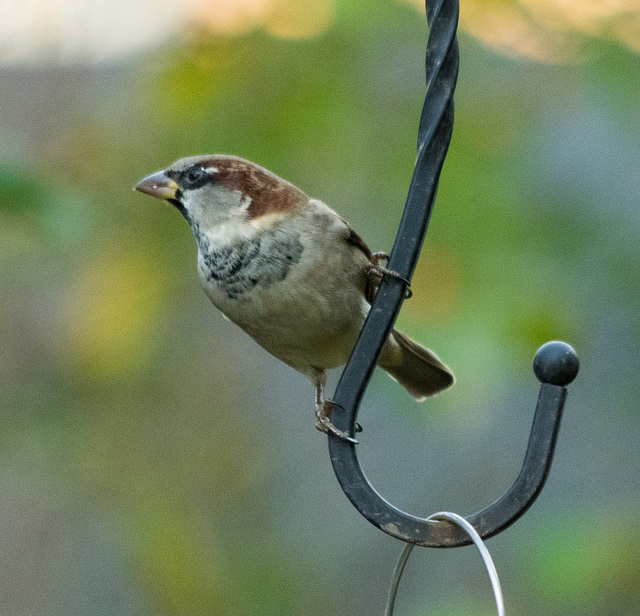 Sparrow 2 (1)