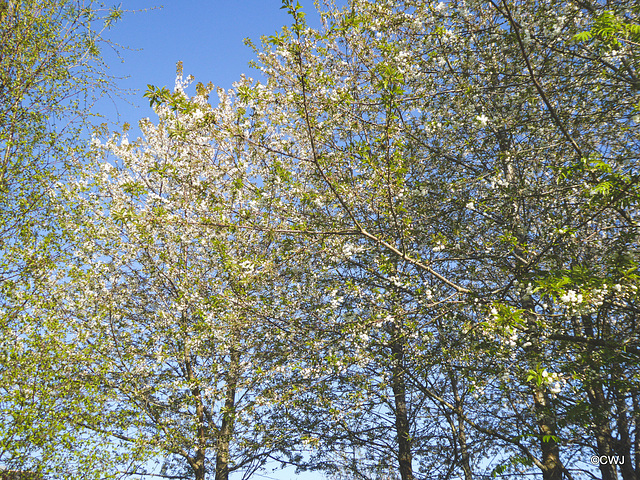 Cherry trees in bloom