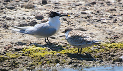 EF7A0168 Sandwich Tern