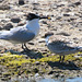 EF7A0168 Sandwich Tern