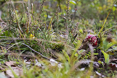 Fliegenpilz Fliegenpilz