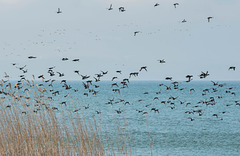 Envol de centaines de canards "fuligule morillon"...(voir sur fond noir)