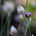 20140801 4411VRAw [D~E] Kanariengras (Phalaris canariensis) ???, Gruga-Park, Essen