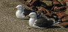 20180406 3647CPw [D~PI] Mantelmöwe (Larus marinus), Helgoland