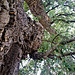 The cork tree