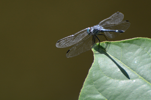 Venezuela, Playa Valle Seco, A Dragonfly