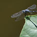 Venezuela, Playa Valle Seco, A Dragonfly