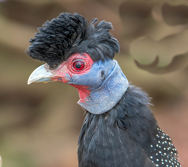 Texas peafowl