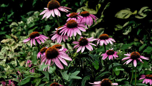 Coneflowers