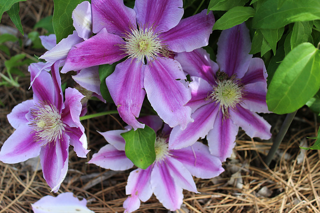 Clematis ...close to the ground here, but is beginning to climb up the yard lamp pole, as it normally does.