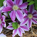 Clematis ...close to the ground here, but is beginning to climb up the yard lamp pole, as it normally does.