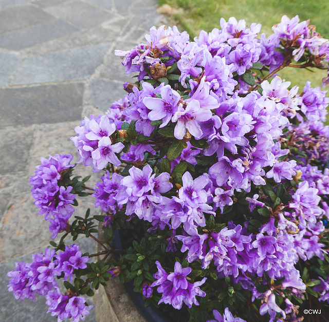 Miniature rhododendron in bloom.