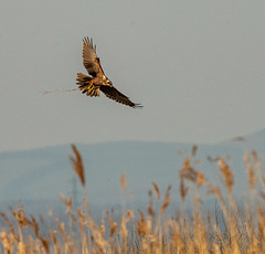 Marsh harrier