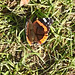 20210927 2979CP~V [D~LIP] Admiral (Vanessa atalanta), UWZ, Bad Salzuflen