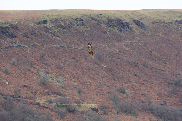 A Buzzard in flight