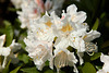 Rhododendronblüte