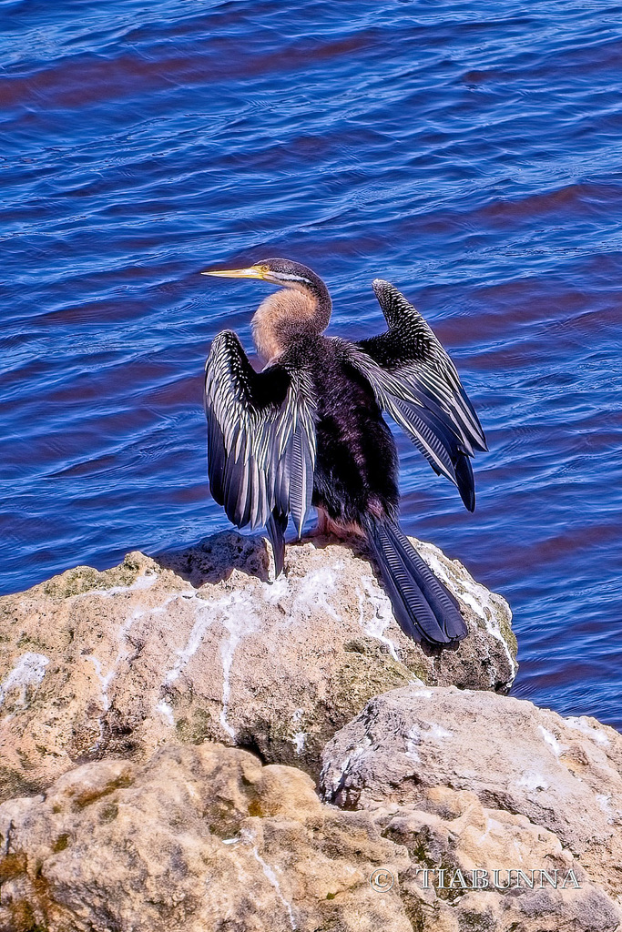 Australasian Darters