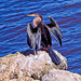 Australasian Darters