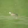 Painted turtle swimming in the pond