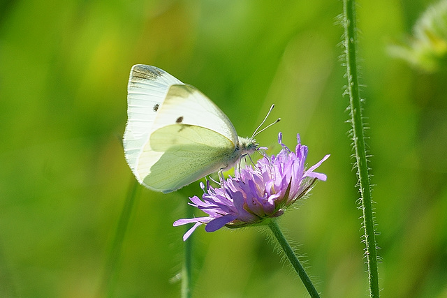 Pieris rapae auf Skabiose