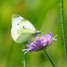 Pieris rapae auf Skabiose