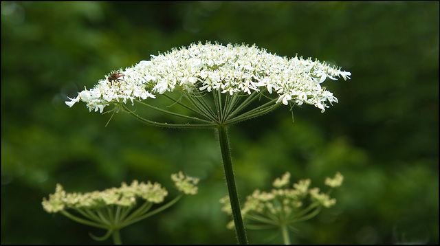 The lonely fly