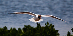 EF7A0184 Black Headed Gull-1