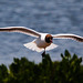 EF7A0184 Black Headed Gull-1