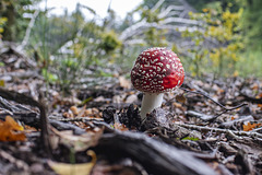 Fliegenpilz Fliegenpilz