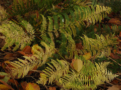 Autumn ferns