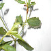 DSCN7082 - Croton glandulosum, Euphorbiaceae