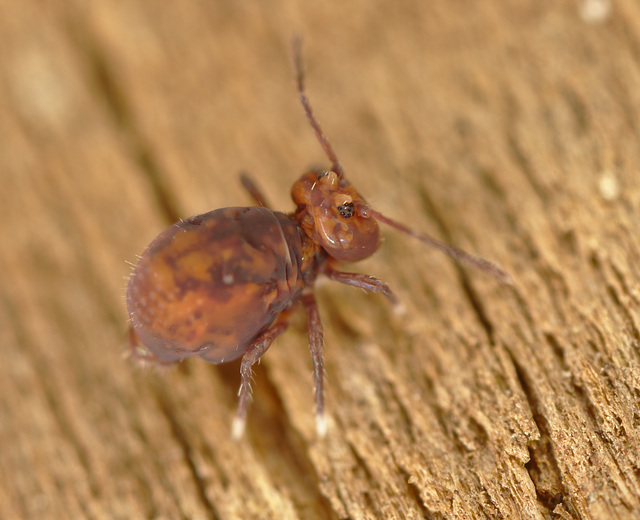 EF7A7985springtail