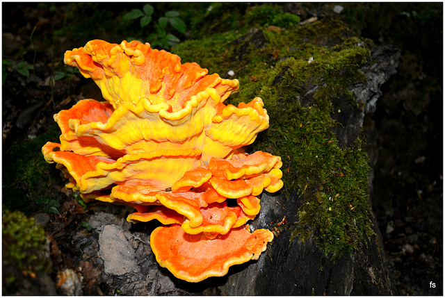 Chicken of the woods