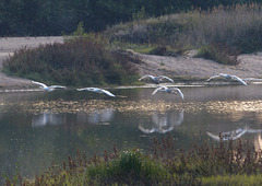 SAINTE GEMMES SUR LOIRE