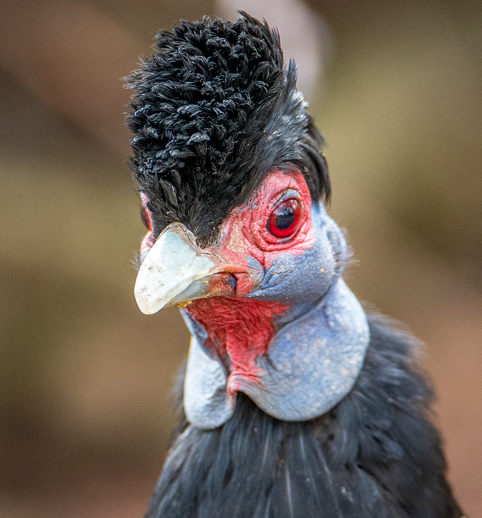 Texas peafowl3