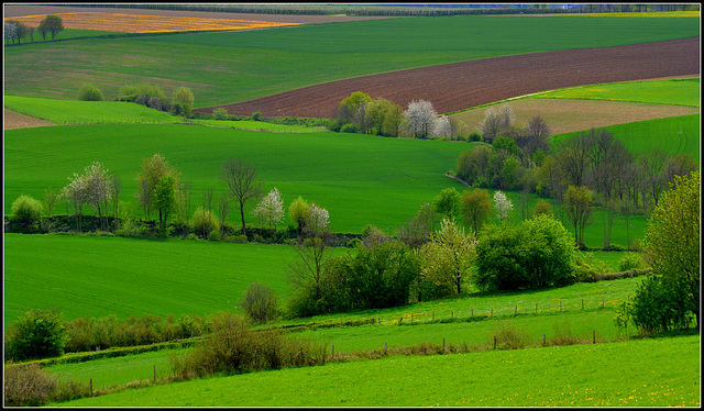 Spring in the Hills