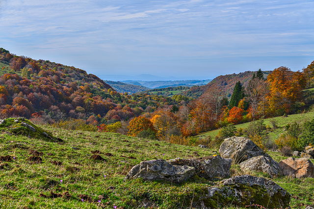 Aubrac