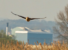 Greylag goose