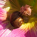 20210927 2981CPw [D~LIP] Stockrose (Alcea rosea), Gefleckte Schnirkelschnecke (Arianta arbustorum), UWZ, Bad Salzuflen