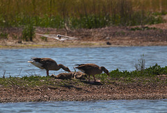 EF7A0205 Geese Tern