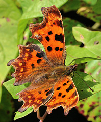 EOS R7 Peter Harriman 12 34 48 9869 comma dpp EOS R7 Peter Harriman 12 34 48 9869 comma dpp