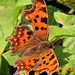 EOS R7 Peter Harriman 12 34 48 9869 comma dpp