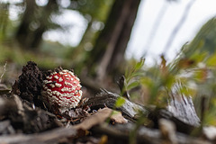 2025 365-270 2025 365-270